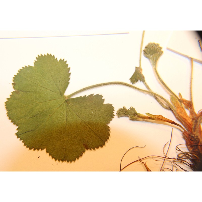 alchemilla cymatophylla juz.