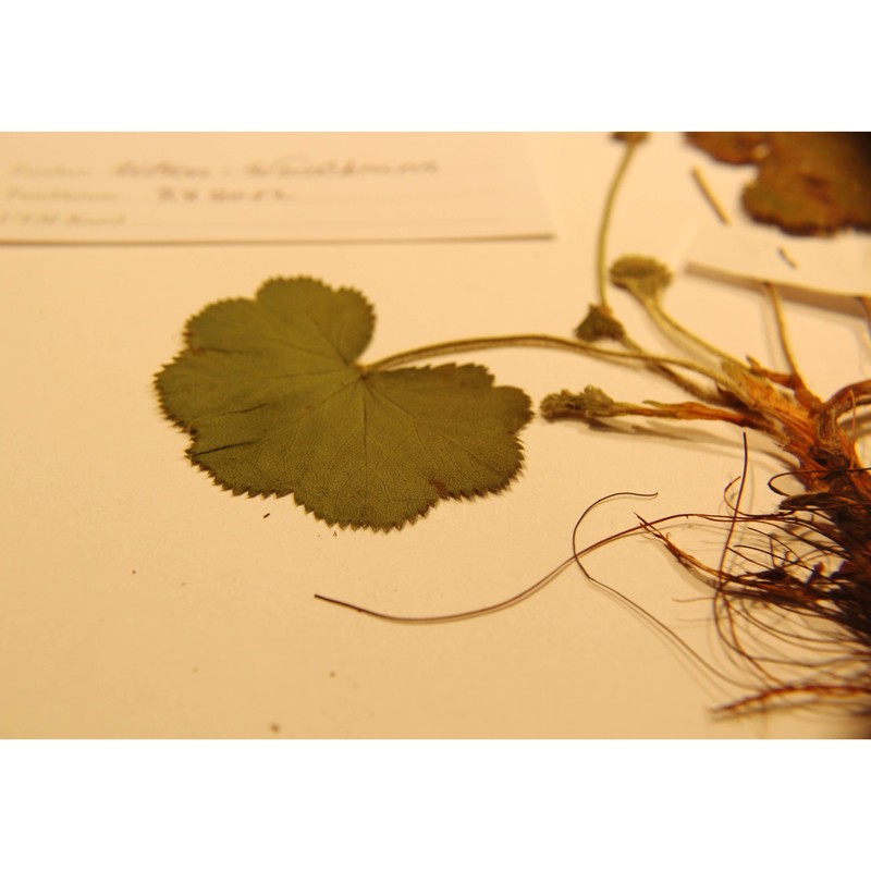 alchemilla cymatophylla juz.