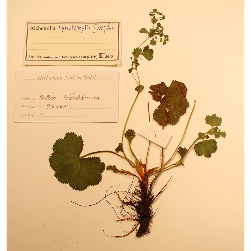 alchemilla cymatophylla juz.