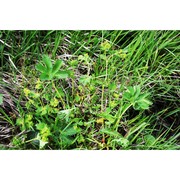 alchemilla decumbens buser