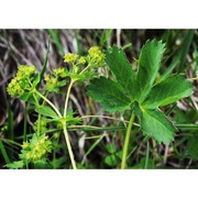 alchemilla decumbens buser