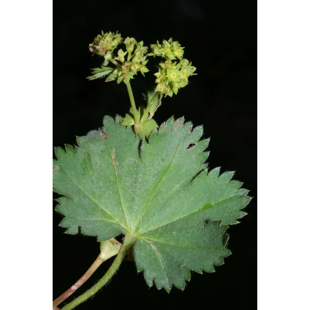 alchemilla decumbens buser