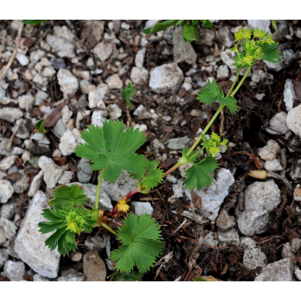 alchemilla demissa buser