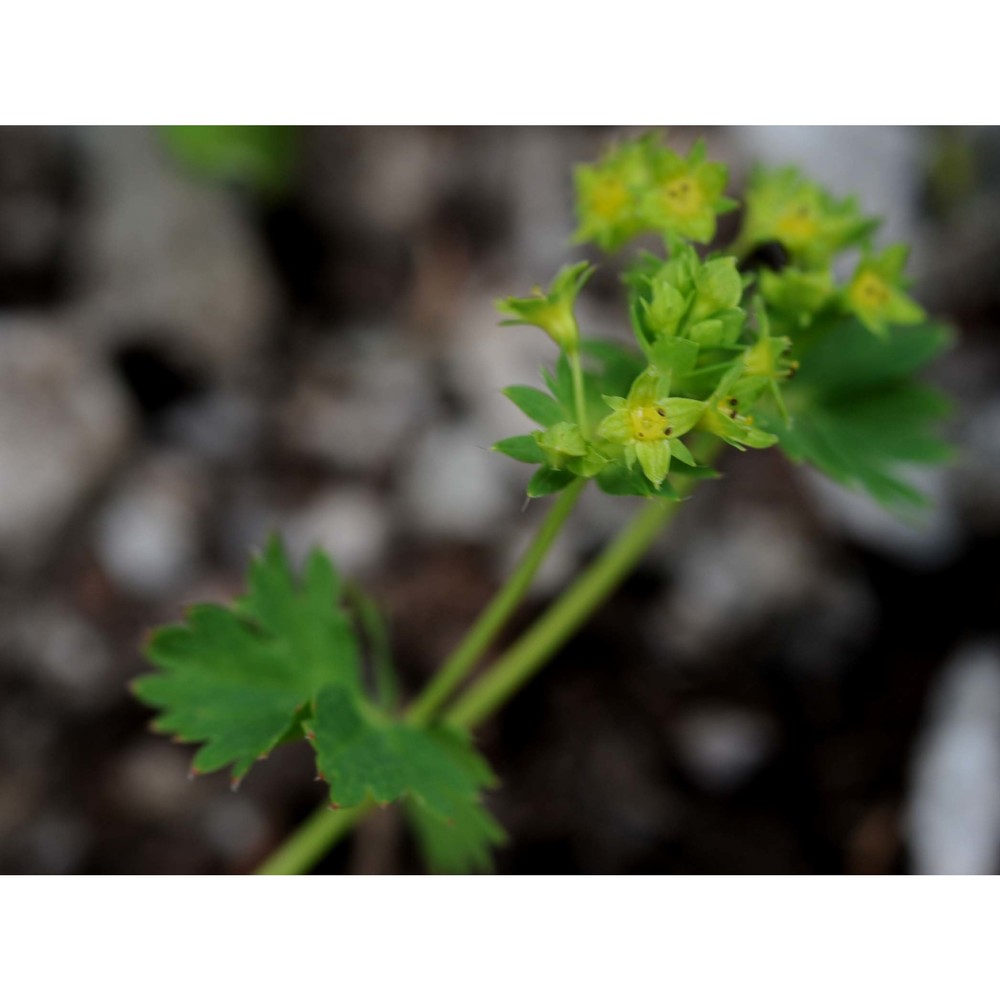 alchemilla demissa buser