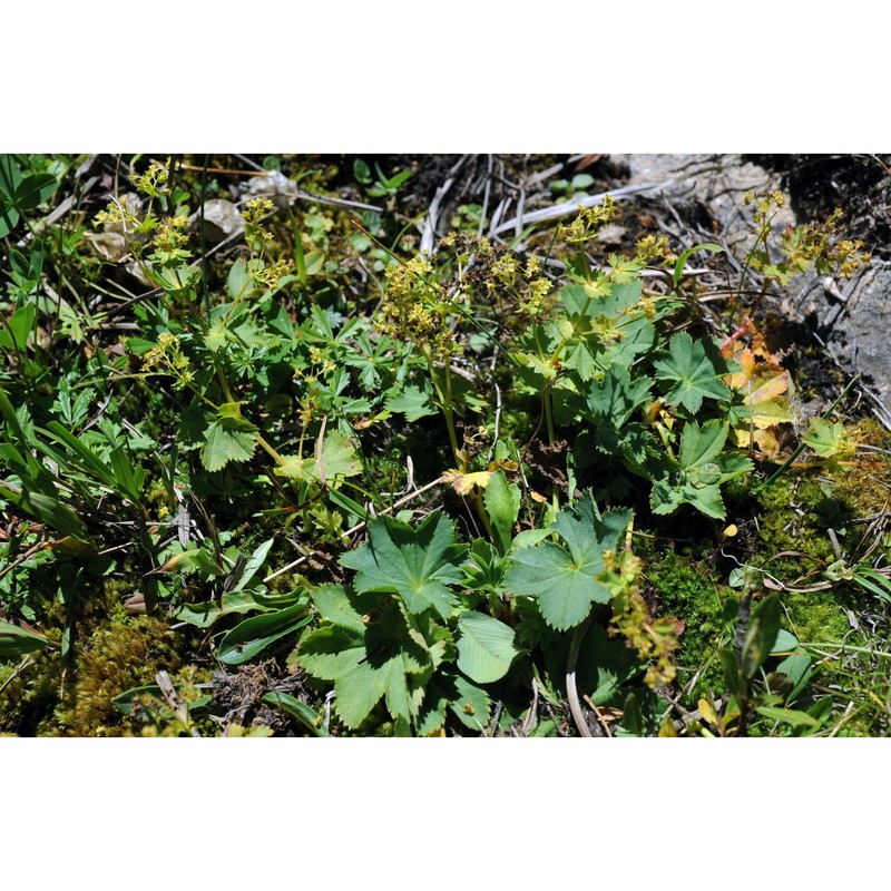 alchemilla effusa buser