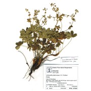 alchemilla federiciana s. e. fröhner