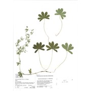 alchemilla federiciana s. e. fröhner