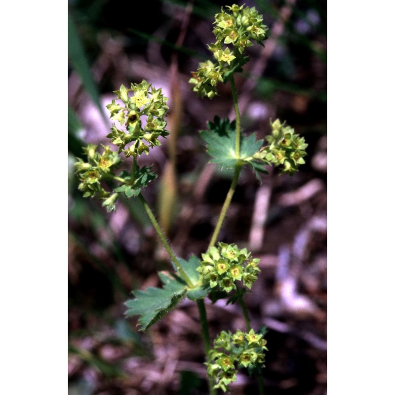 alchemilla filicaulis buser