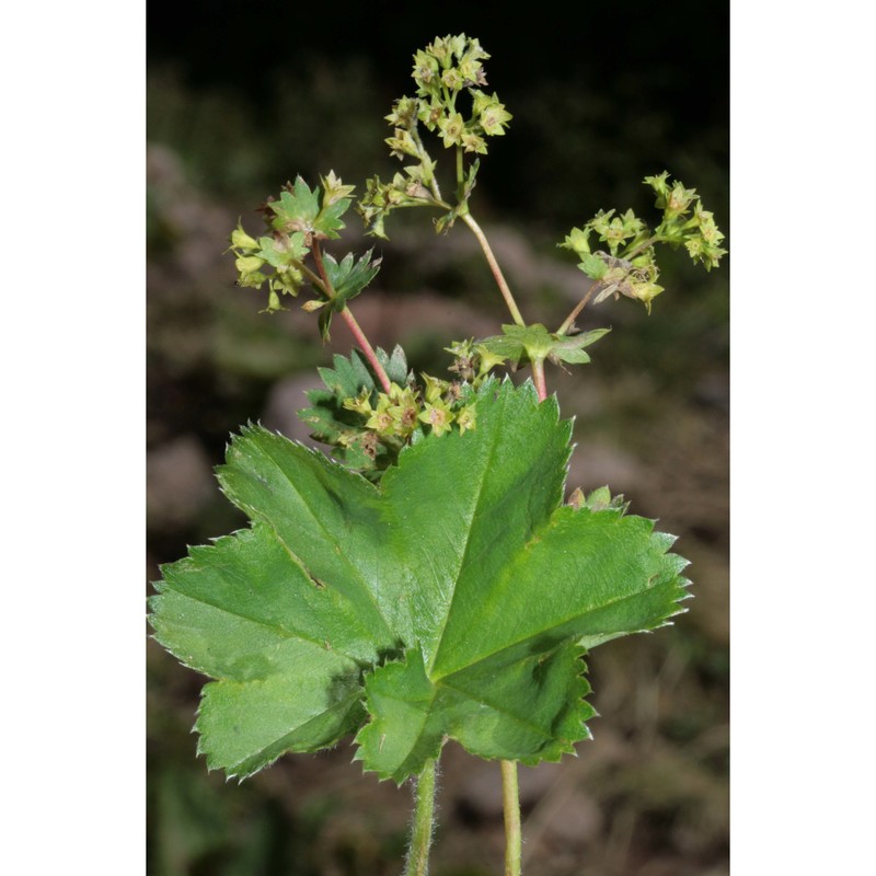 alchemilla filicaulis buser