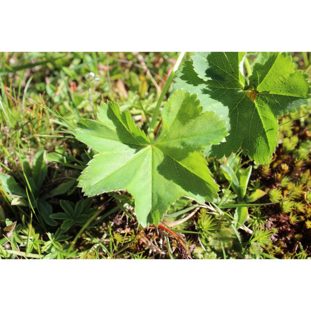 alchemilla filicaulis buser