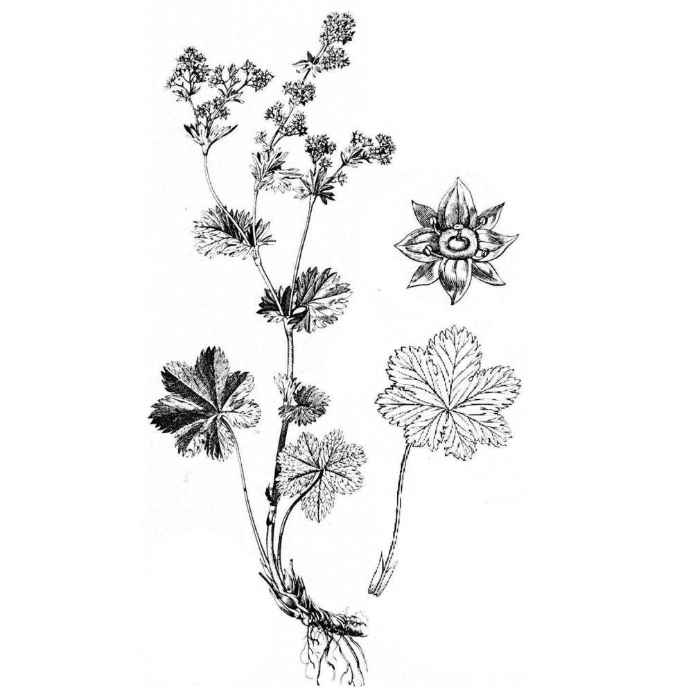 alchemilla fissa günther et schummel