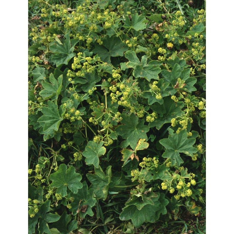 alchemilla fissa günther et schummel