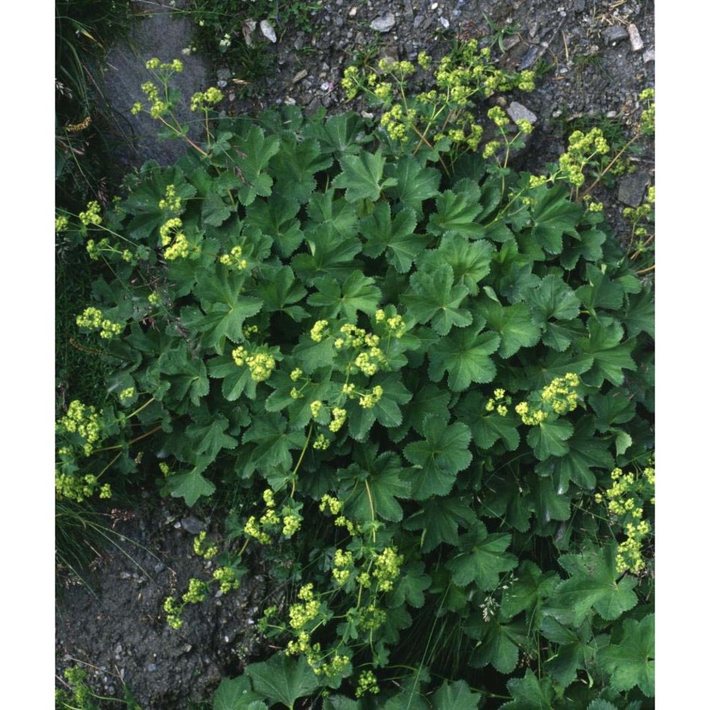 alchemilla fissa günther et schummel