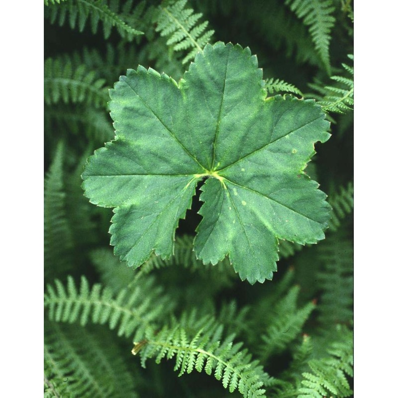 alchemilla fissa günther et schummel