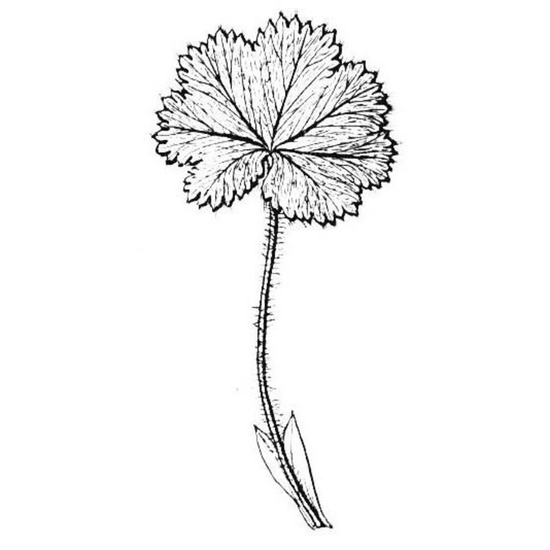 alchemilla flabellata buser