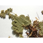 alchemilla flabellata buser