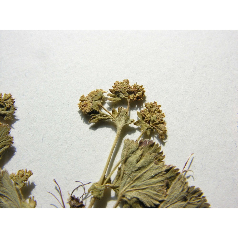 alchemilla flabellata buser