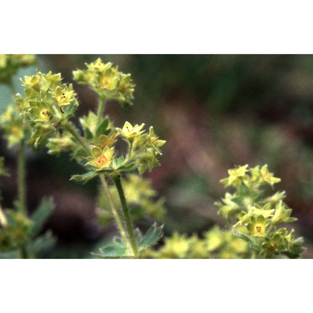 alchemilla flabellata buser