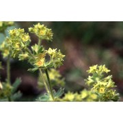 alchemilla flabellata buser