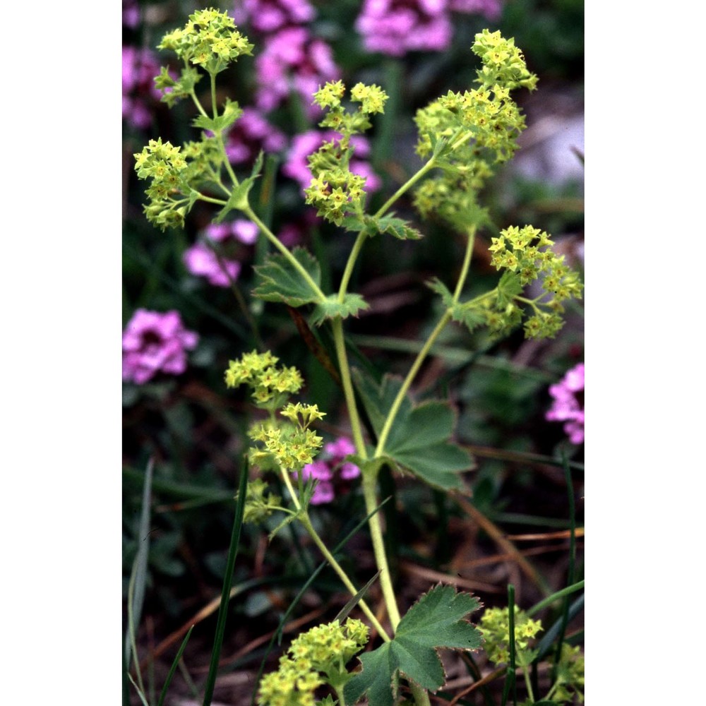 alchemilla flavicoma buser