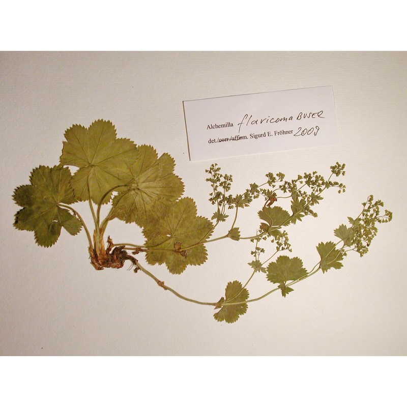 alchemilla flavicoma buser