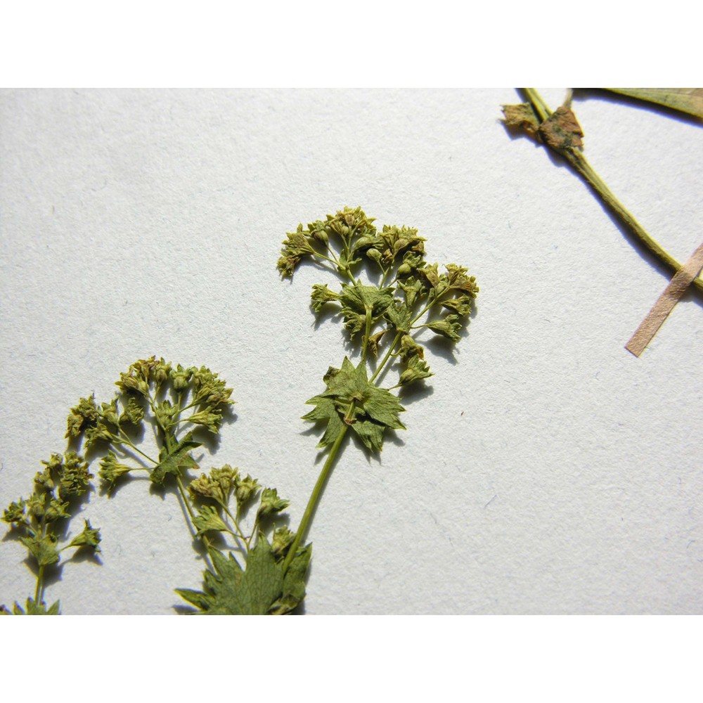 alchemilla glabra neygenf.