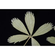 alchemilla glacialis buser