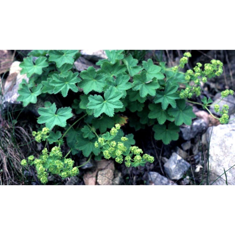 alchemilla glaucescens wallr.