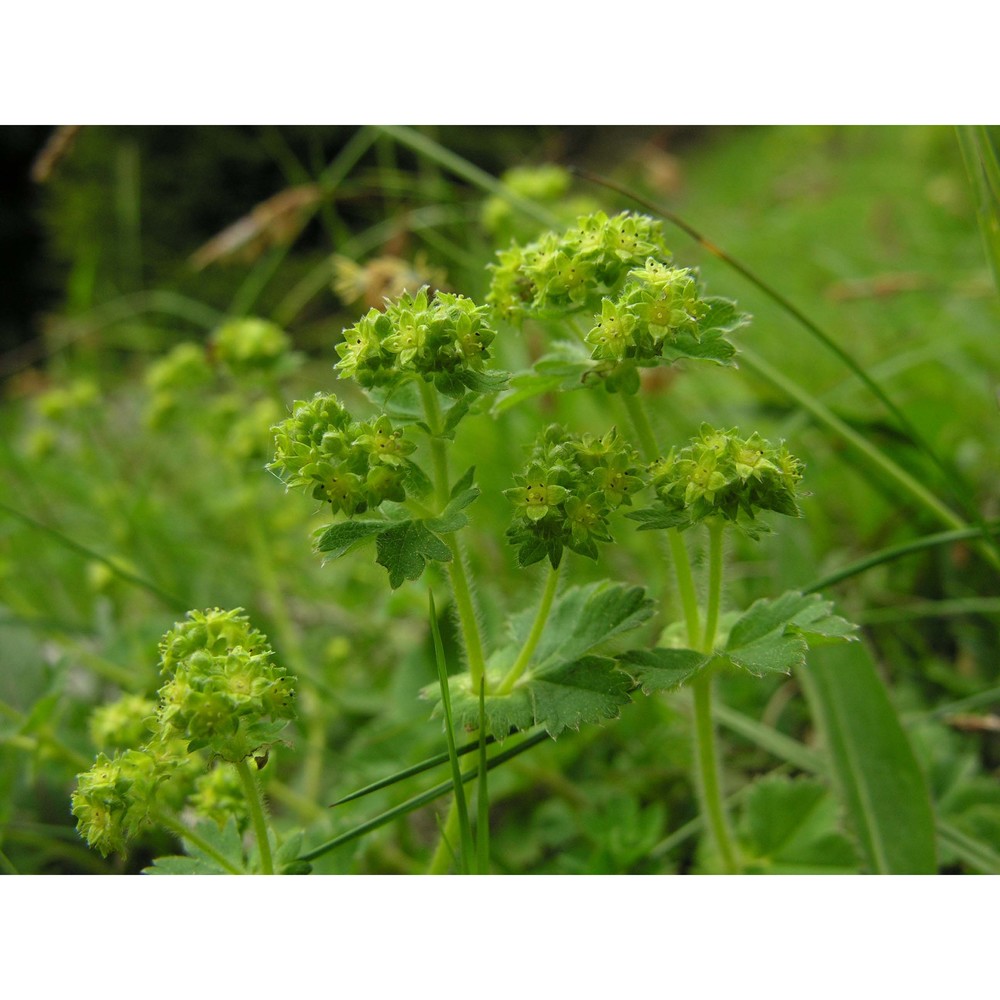 alchemilla glaucescens wallr.