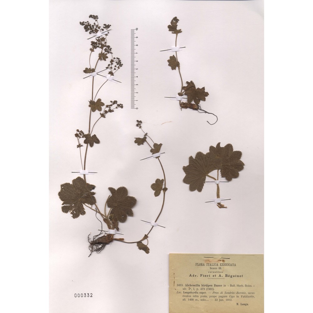 alchemilla hirtipes buser