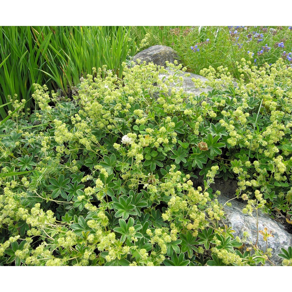 alchemilla hoppeana buser