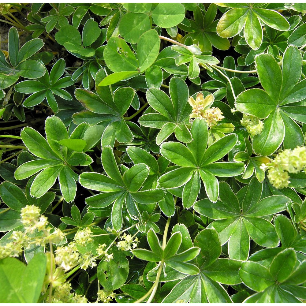 alchemilla hoppeana buser