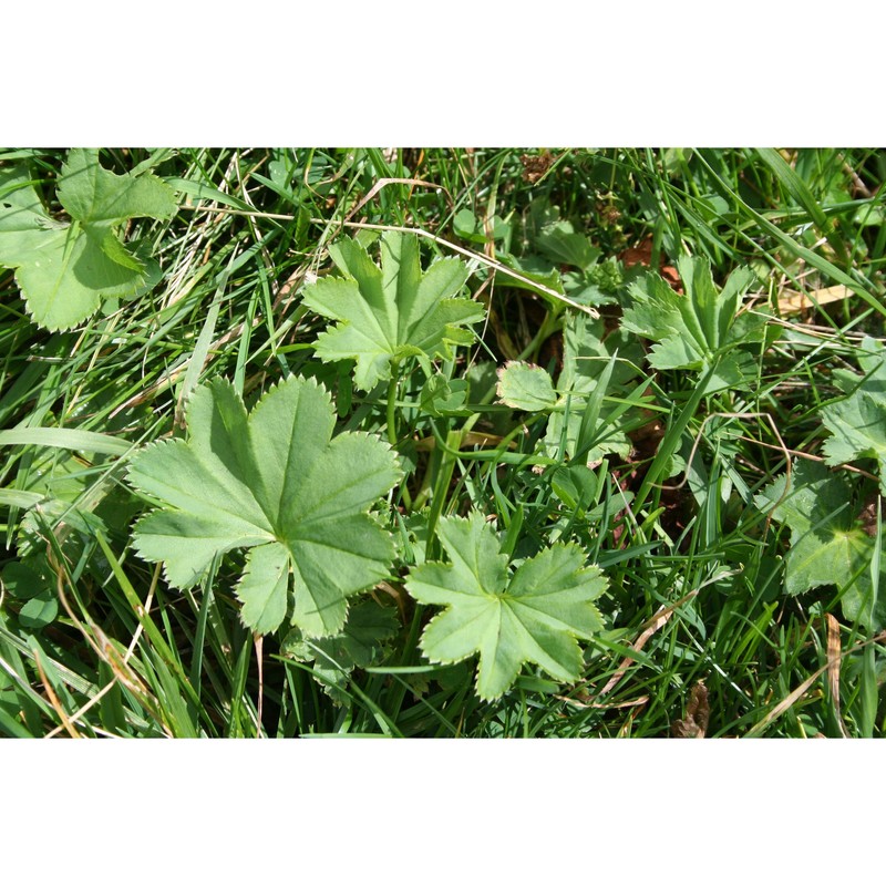 alchemilla lasenii s. e. fröhner