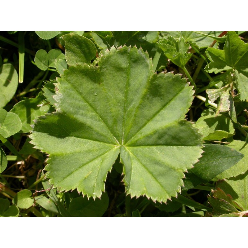 alchemilla lasenii s. e. fröhner