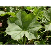 alchemilla lasenii s. e. fröhner