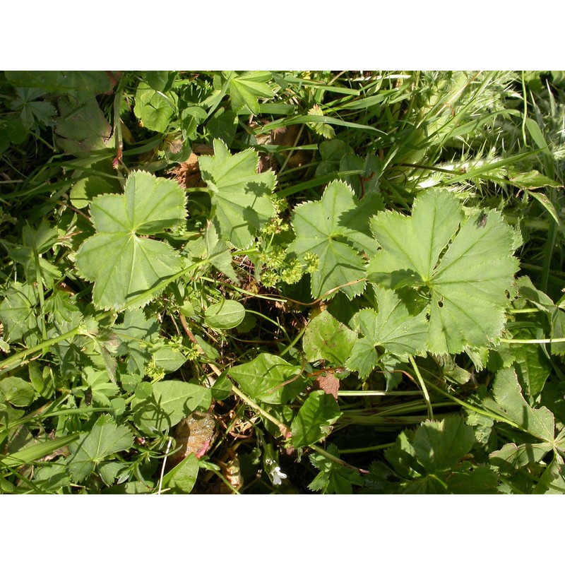 alchemilla lasenii s. e. fröhner