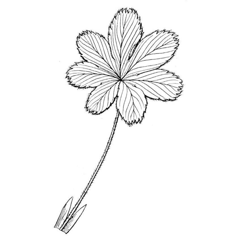 alchemilla leptoclada buser