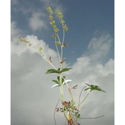 alchemilla leptoclada buser