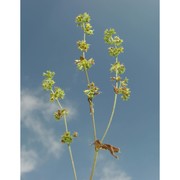 alchemilla leptoclada buser