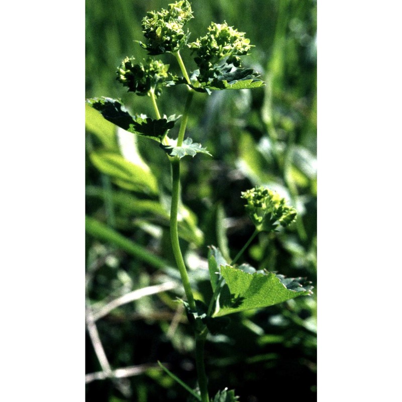 alchemilla lineata buser