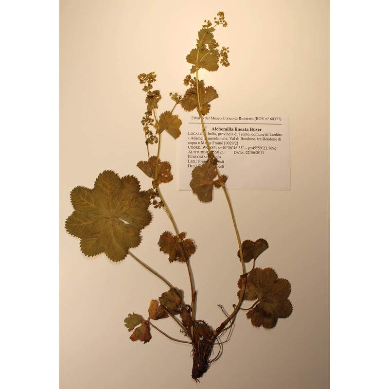 alchemilla lineata buser