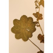 alchemilla lineata buser