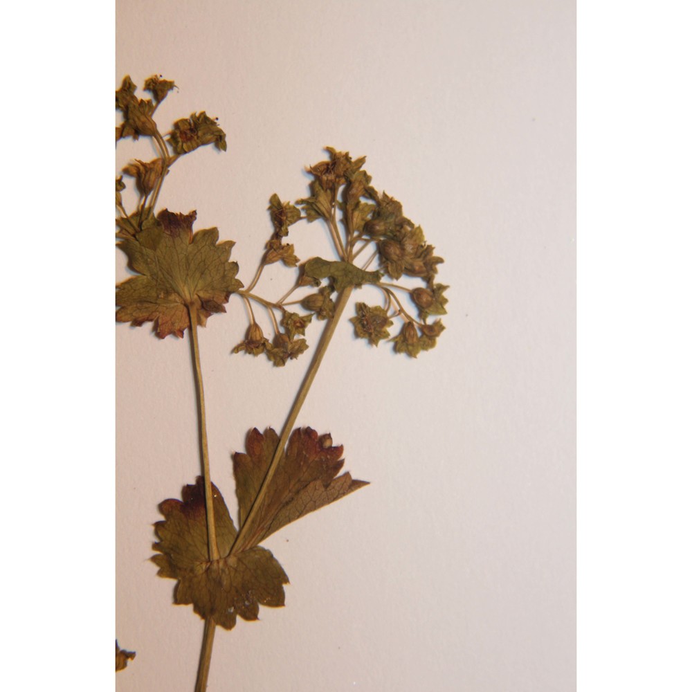 alchemilla longana buser