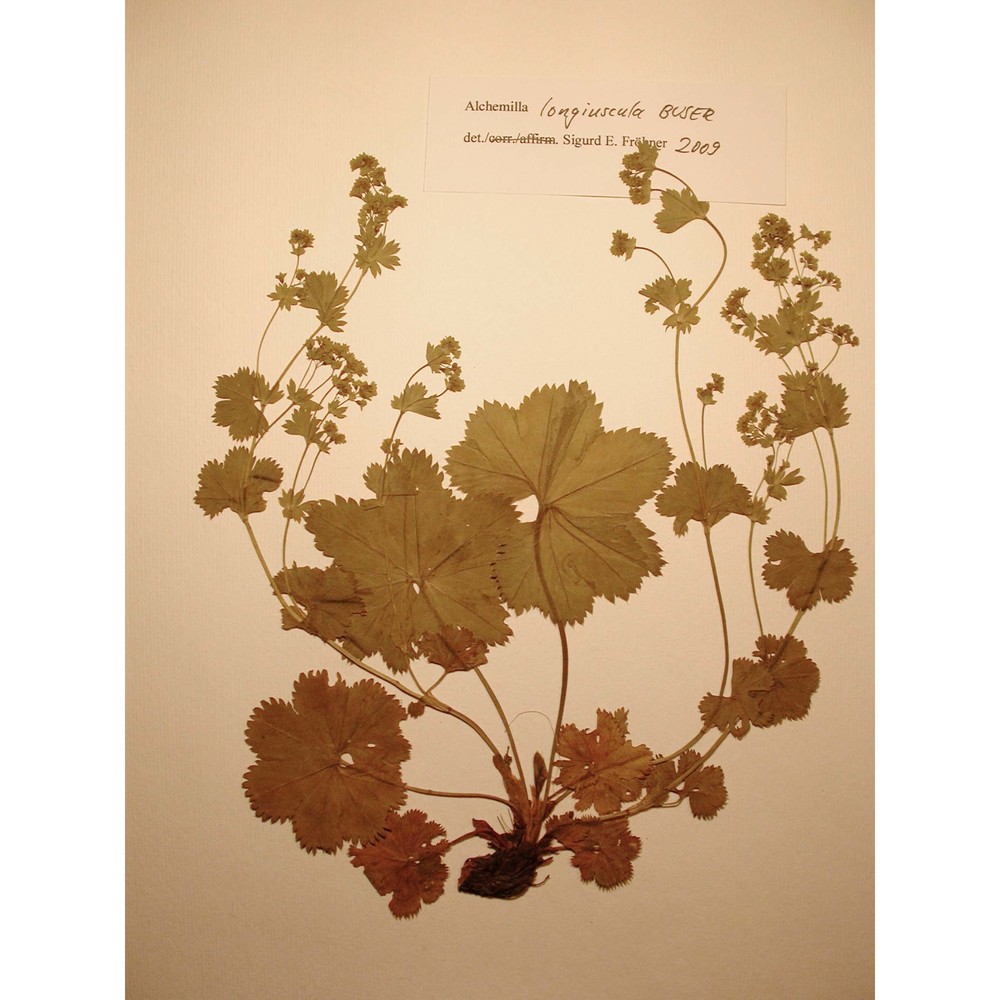 alchemilla longiuscula buser