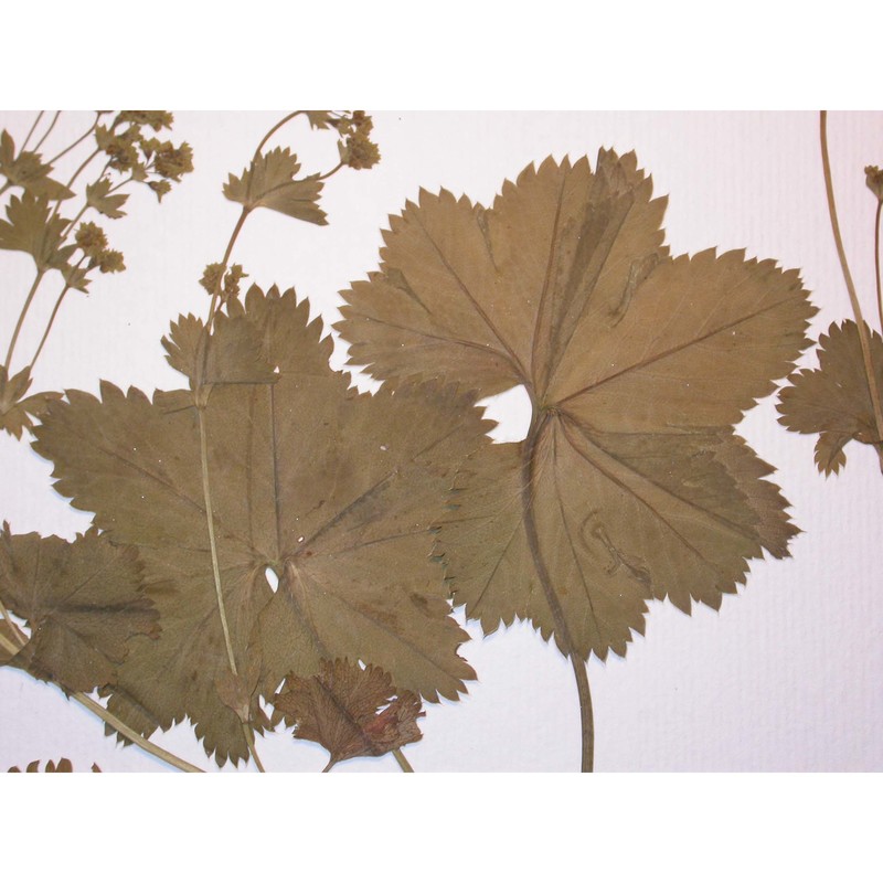 alchemilla longiuscula buser