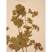 alchemilla longiuscula buser