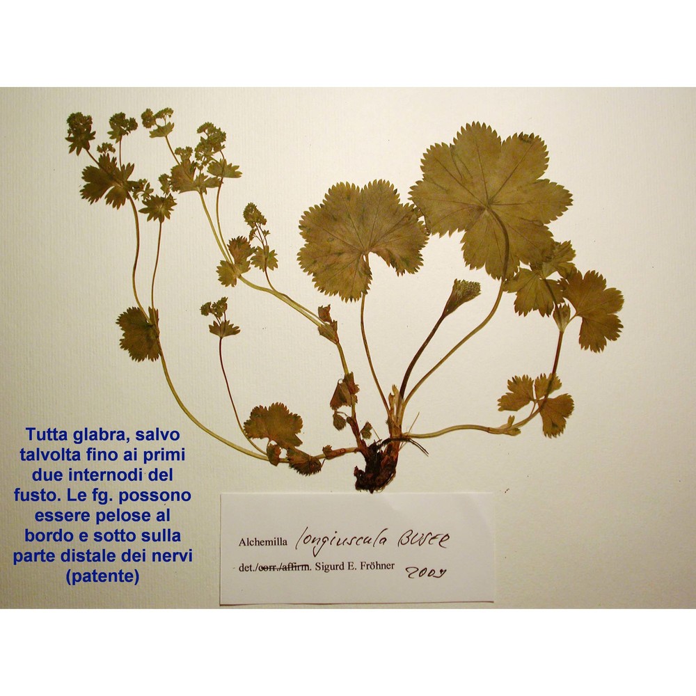 alchemilla longiuscula buser