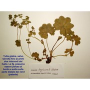 alchemilla longiuscula buser