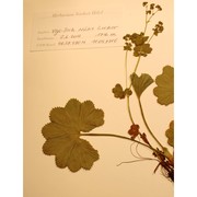 alchemilla lunaria s. e. fröhner