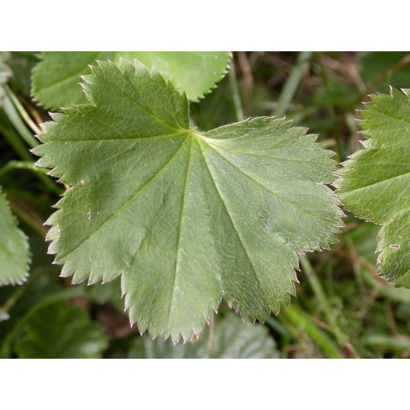 alchemilla lunaria s. e. fröhner